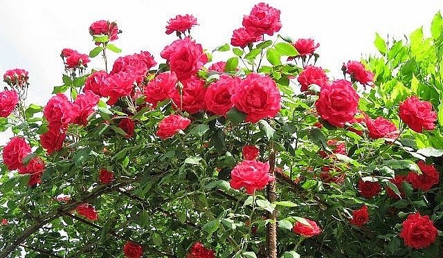 Muối Epsom giúp hoa hồng sai bông và đẹp hơn.