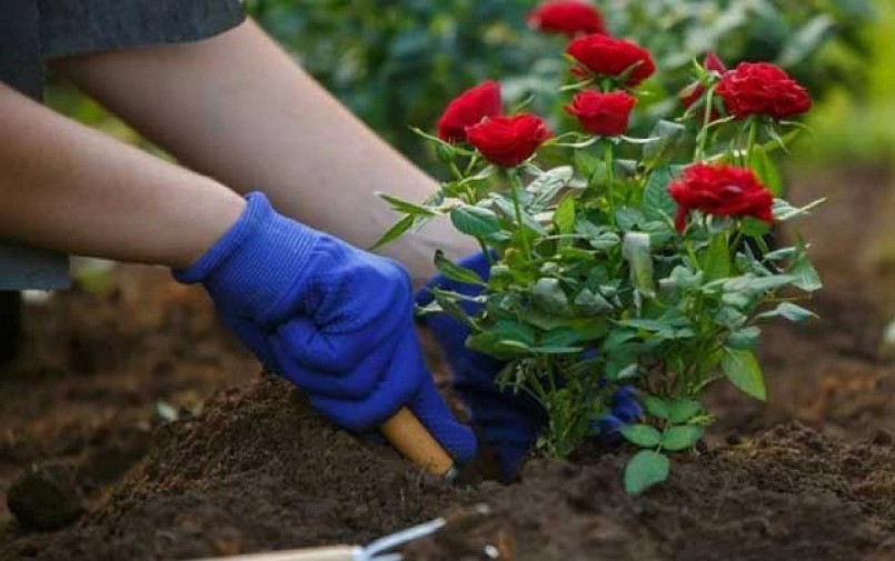 Sau khi trồng hoa hồng vào đất, rắc một ít muối epsom lên lớp đất bề mặt và một muỗng canh muối cho mỗi gốc cây. 