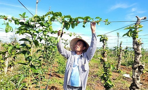 Vườn chanh dây của người dân tại TP. Pleiku, tỉnh Gia Lai phát triển xanh tốt.
