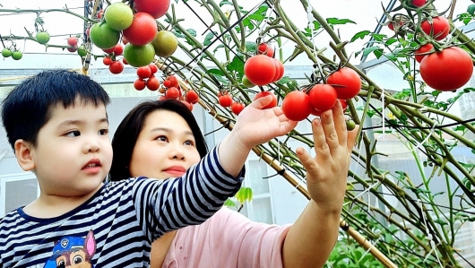 Khu vườn sân thượng nơi cả ba thế hệ nâng niu quả cà, trái bí, luống rau