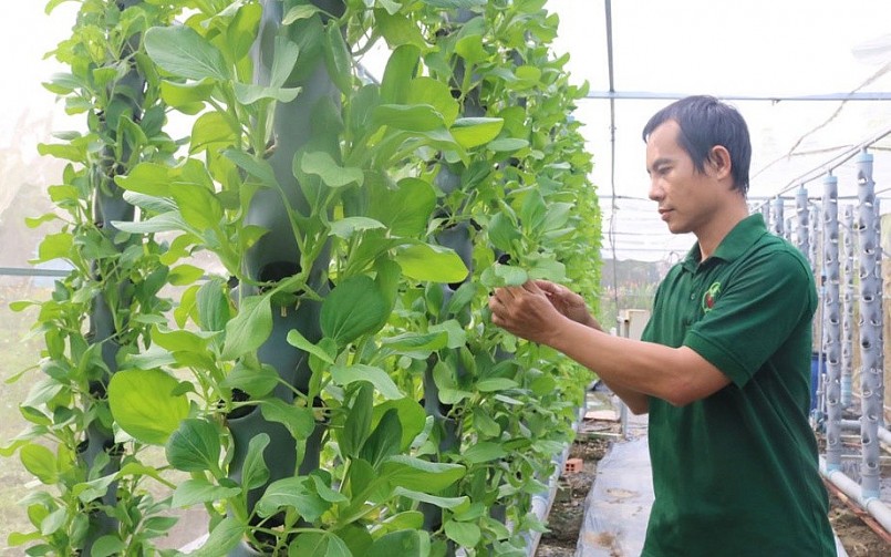 Vườn rau khí canh phát triển tươi tốt của anh Nguyễn Đăng Khoa