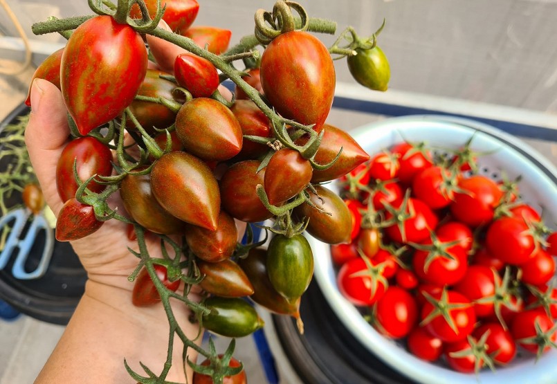 Giàn cà chua bạch tuộc và cà chua socola năm nay dù chưa thực sự năng suất như mong ước nhưng vẫn cho thu hoạch những quả to tròn, chín mọng, gia chủ tích trữ dùng nhiều tháng.