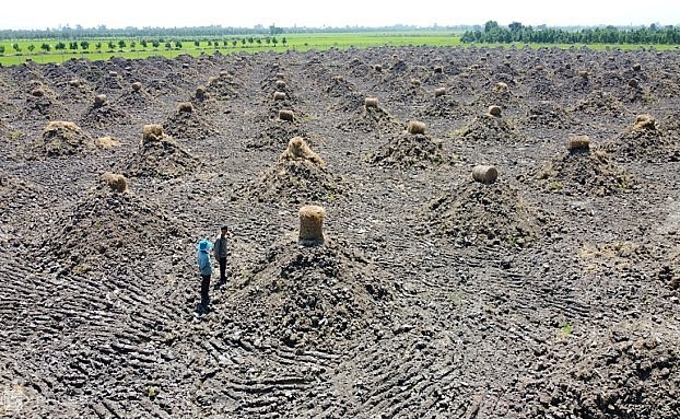 Nhiều diện tích đất lúa tại xã Tân Lập, Tân Thạnh (Long An) được san phẳng, đắp mô trồng sầu riêng.