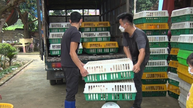 Khách hàng từ Thanh Hóa về nhà anh Hòa mua thỏ thương phẩm