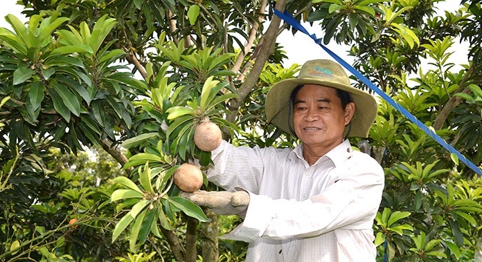 Ông Nguyễn Văn Thuần bao trái cho cây sapoche