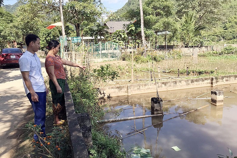 Ao nuôi cá dầm xanh của người dân xã Nhân Mỹ, huyện Tân Lạc, Hoà Bình