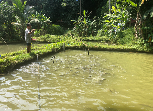 Mô hình nuôi cá dầm xanh ở huyện Tân Lạc, tỉnh Hòa Bình