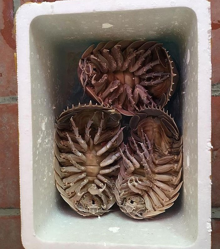 Những con bọ biển khổng lồ, nhìn qua thấy thân hình rất xấu xí nhưng hiện đang gây sốt trên thị trường với giá đắt đỏ. 