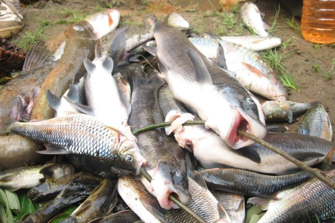 Cá dầm xanh được gọi là loài cá tiến vua, mang lại lợi nhuận kinh tế cao cho người dân