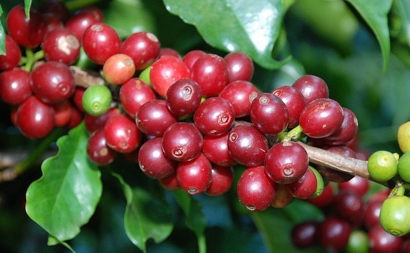 Giá nông sản hôm nay (25/3), cà phê bật tăng mạnh trên sàn kỳ hạn, giá cà phê trong nước tăng vọt 1.000 đồng/kg. 