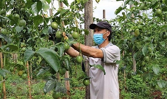Nông dân Gia Lai chăm sóc cây chanh dây. 