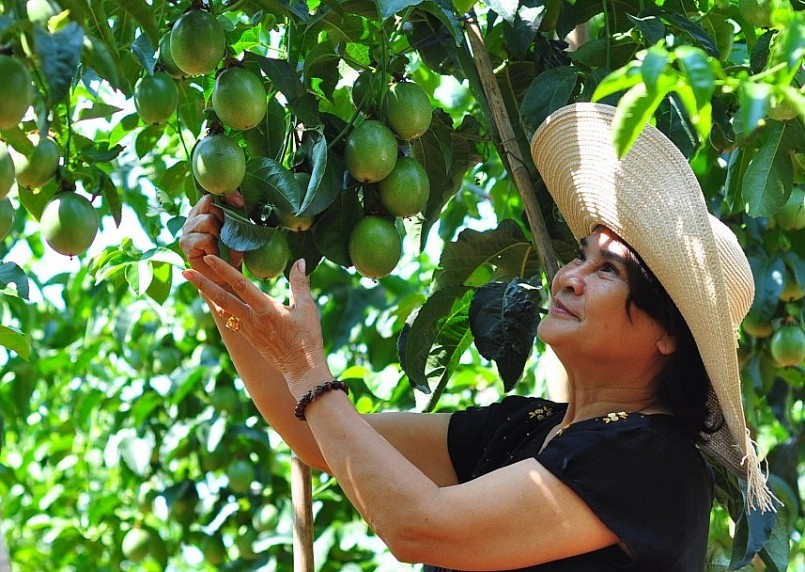 Những năm gần đây, chanh dây luôn nằm trong top những loại cây ăn quả có giá trị xuất khẩu cao nhất của Việt Nam. 