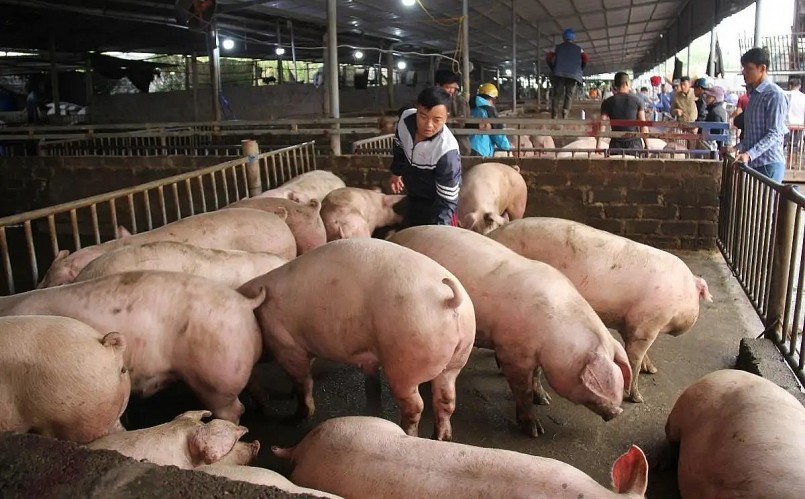 Huyện Bình Lục (Hà Nam) được coi là thủ phủ nuôi lợn ở miền Bắc những ngày này càng trở nên đìu hiu.