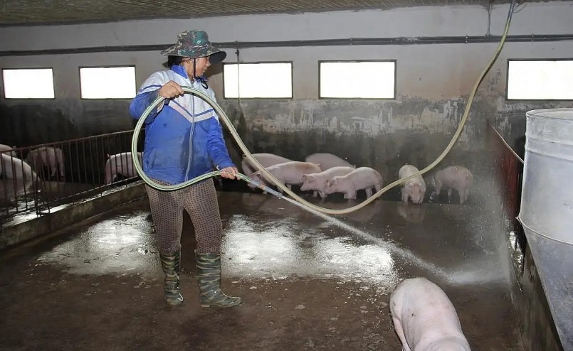 Người chăn nuôi lợn cần có sự hỗ trợ kịp thời để tránh nguy cơ đổ vỡ hàng loạt.
