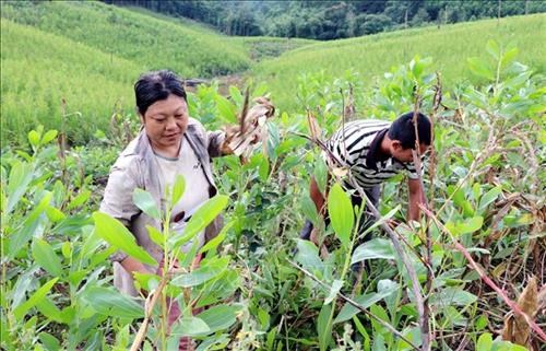 Quảng Ninh hướng tới xóa đói nghèo bền vững cho vùng dân tộc thiểu số và  miền núi | Chính sách | Báo ảnh Dân tộc và Miền núi