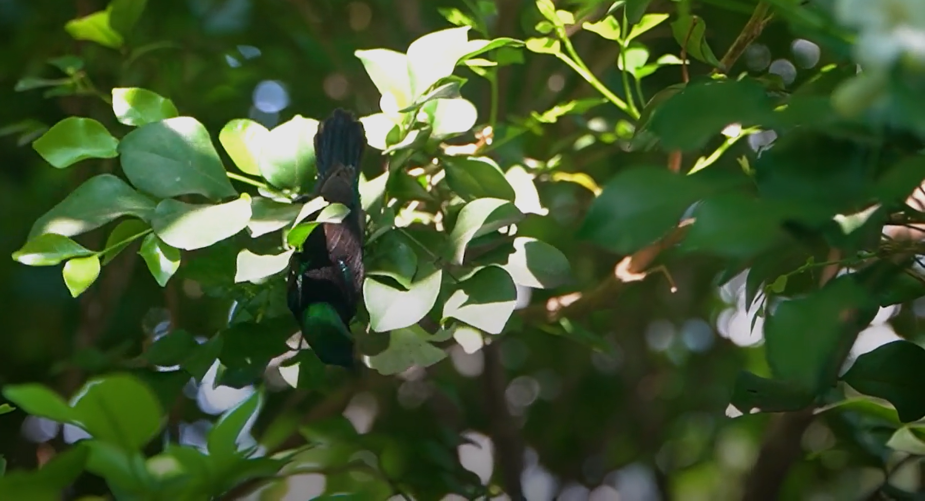 Biến sân thượng thành lồng chim khổng lồ thuần hóa hàng chục giống chim rừng với cây xanh mướt