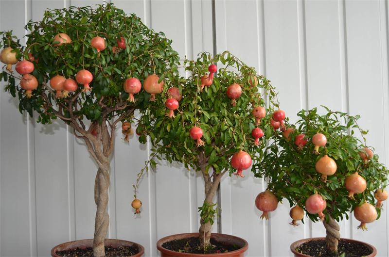 Những cây ăn quả được nhiều người trồng trong chậu trước nhà giúp ngôi nhà luôn tươi mát, thu hút vượng khí