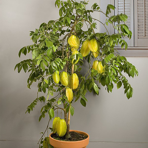 Những cây ăn quả được nhiều người trồng trong chậu trước nhà giúp ngôi nhà luôn tươi mát, thu hút vượng khí