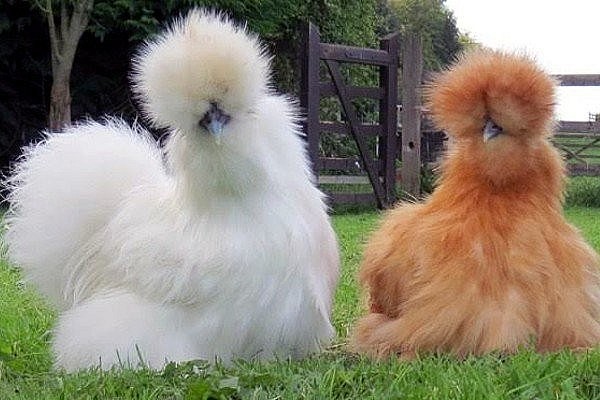Giống gà này thường được nhiều người săn đón đến cháy hàng