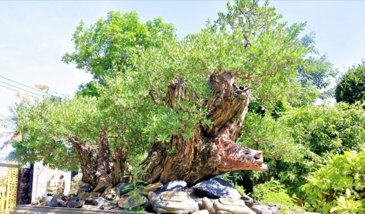 Lạc lối ở vườn bonsai cổ thụ của 8X Khánh Hòa, nhìn đâu cũng thấy cây tiền tỷ