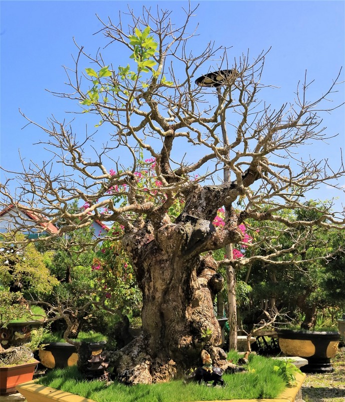 Trong khu vườn bonsai cổ thụ của 8X Khánh Hòa, nhìn đâu cũng thấy cây tiền tỷ.