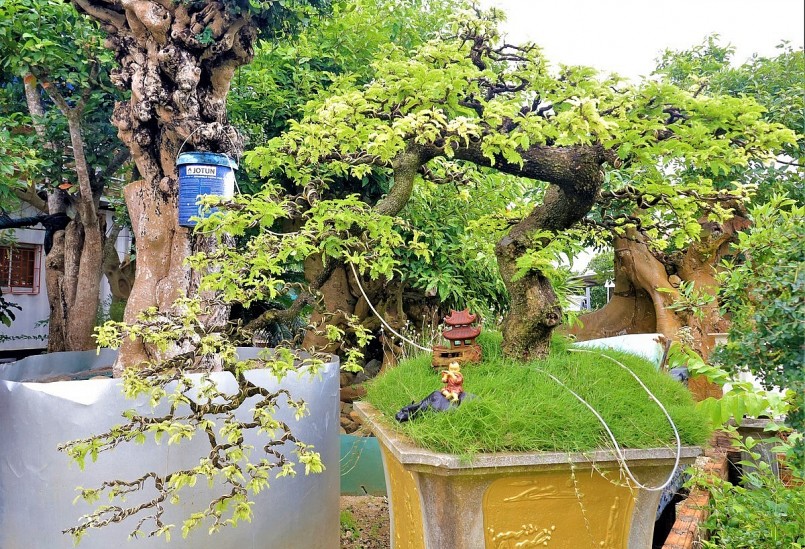 Trong khu vườn bonsai cổ thụ của 8X Khánh Hòa, nhìn đâu cũng thấy cây tiền tỷ.