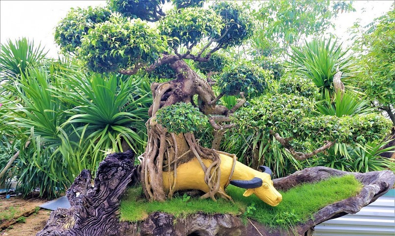 Trong khu vườn bonsai cổ thụ của 8X Khánh Hòa, nhìn đâu cũng thấy cây tiền tỷ