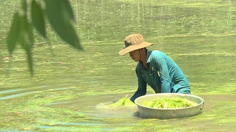 Ruộng của anh Nguyễn Trung Luyến có hẹ nước tự nhiên, nên anh chủ động “dưỡng” hẹ nghịch vụ để cải thiện thu nhập.