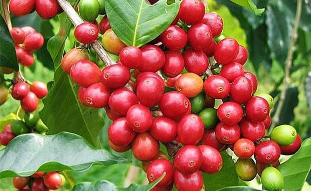 Giá nông sản hôm nay (27/3) giá cà phê hôm nay tiếp tục đà khởi sắc trên thị trường thế giới.