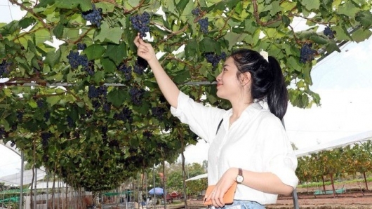 Vườn nho trên đất mặn trái căng mọng kín dàn, khách đến xem nườm nượp cắt bán mỏi tay