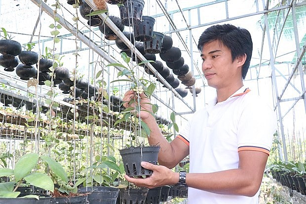 Anh Trần Minh Huân chăm sóc hoa cẩm cù . Ảnh: Chương Đài – TTXVN
