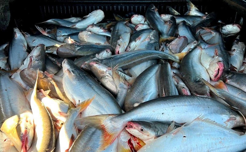 mỗi năm anh bán ra khoảng 50 tấn cá dứa. Với giá cá dứa tươi hiện là 150.000 đồng/kg, anh Khánh có  doanh thu 7,5 tỷ đồng.