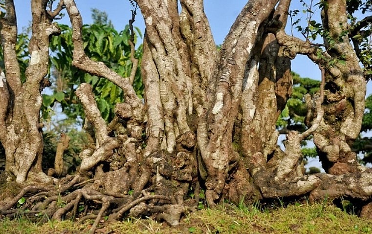 Cây khể cổ thụ độc lạ có các nhánh như đầu rồng vươn lên uốn lượn.