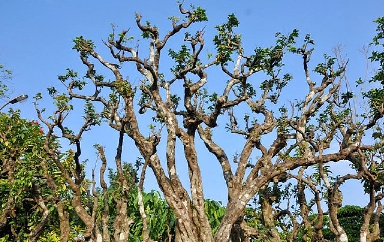 Những nhánh của cây khế cổ thụ vươn lên như những con rồng trông rất ấn tượng.