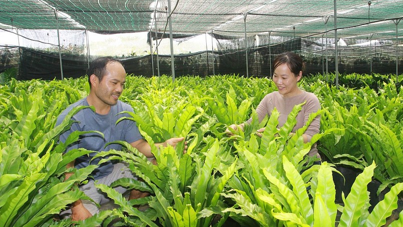 Vợ chồng anh Hiếu, chị Như bên nông trại trồng cây lấy lá, lấy cành cho thu nhập tiền tỷ ở xã Lộc Ngãi