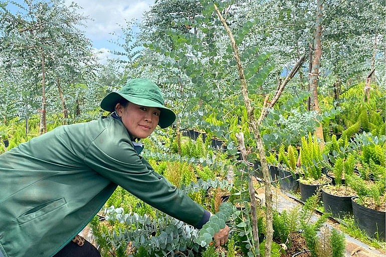 Trồng cây lấy cành lá trang trí giúp kinh tế của gia đình chị Bùi Thị Thanh Thủy ổn định hơn