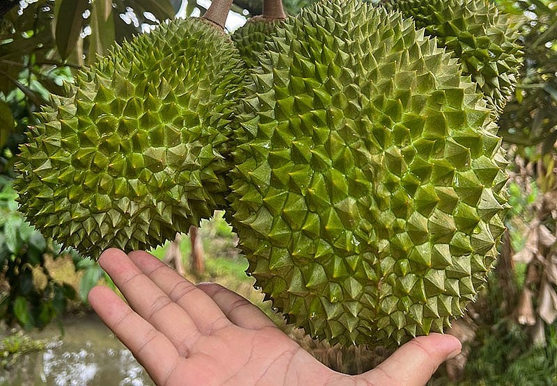 Những trái sầu riêng Musang King ngon nhất thế giới được trồng thành công ở Cần Thơ.
