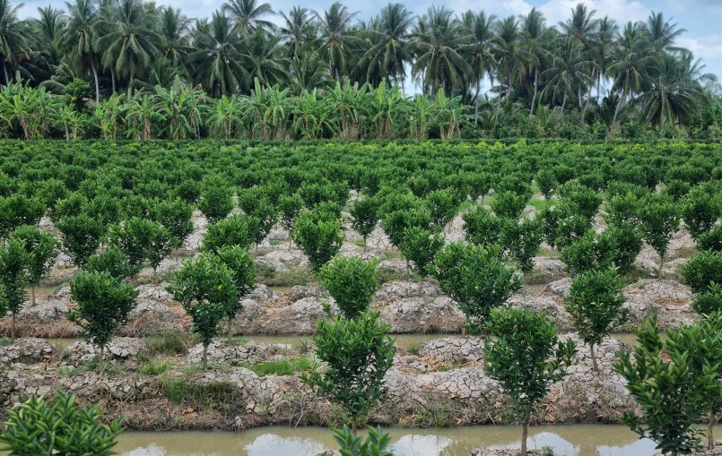 Cam sành được trồng mới hơn 1 năm nay tại các xã trên địa bàn huyện Trà Ôn.
