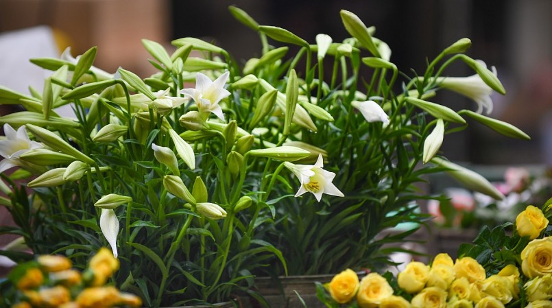 Hoa loa kèn đầu mùa giá rẻ “sập sàn” vẫn không có người mua