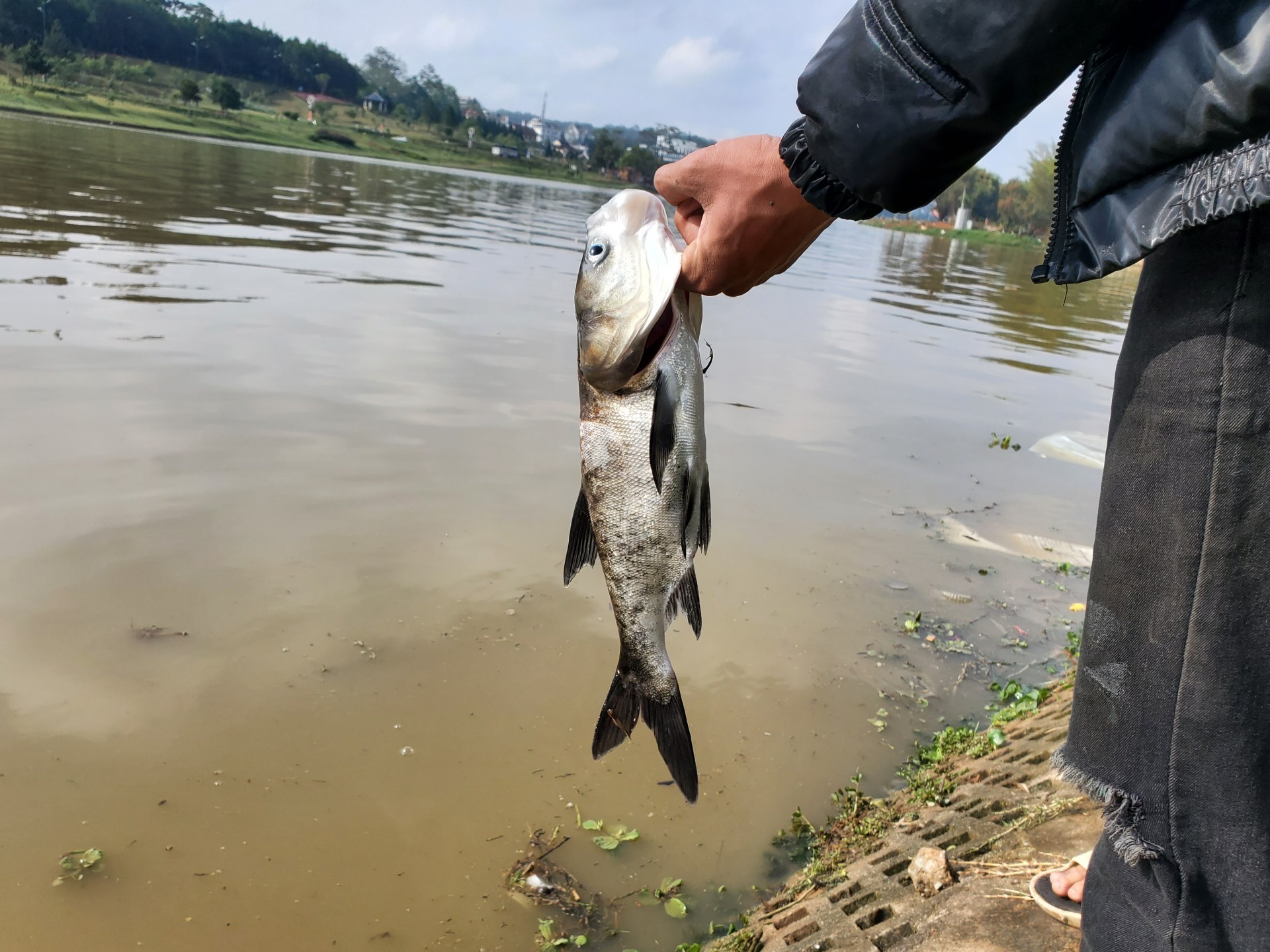 Lâm Đồng: Cá chết nổi la liệt ở hồ Xuân Hương