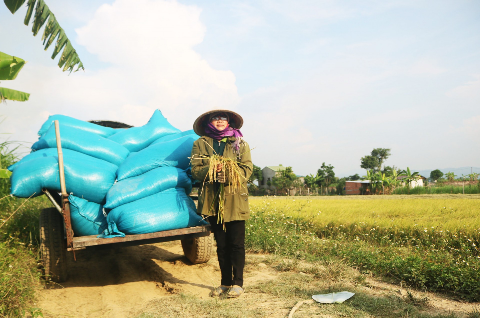 Tây Nguyên có gạo... ngon nhất thế giới