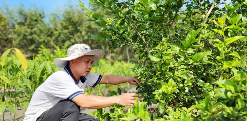 Anh Triệu Văn Tự tiên phong trong việc đưa chanh bông tím về trồng ở  xã Tân Tiến, huyện Bù Đốp