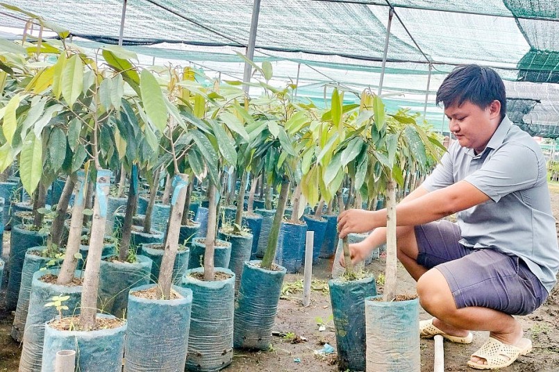 Giá cây sầu riêng giống và mít giống tăng vọt cao gấp 3 đến 4 lần trước tết.