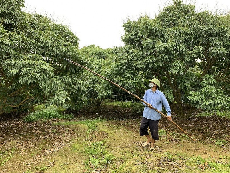 Phù Cừ (Hưng Yên) tập trung chăm sóc 147ha vải theo quy trình VietGAP đang đậu quả