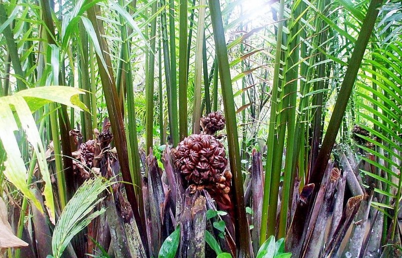 Cây dừa nước mọc tự nhiên ở ven sông các tỉnh miền Tây.