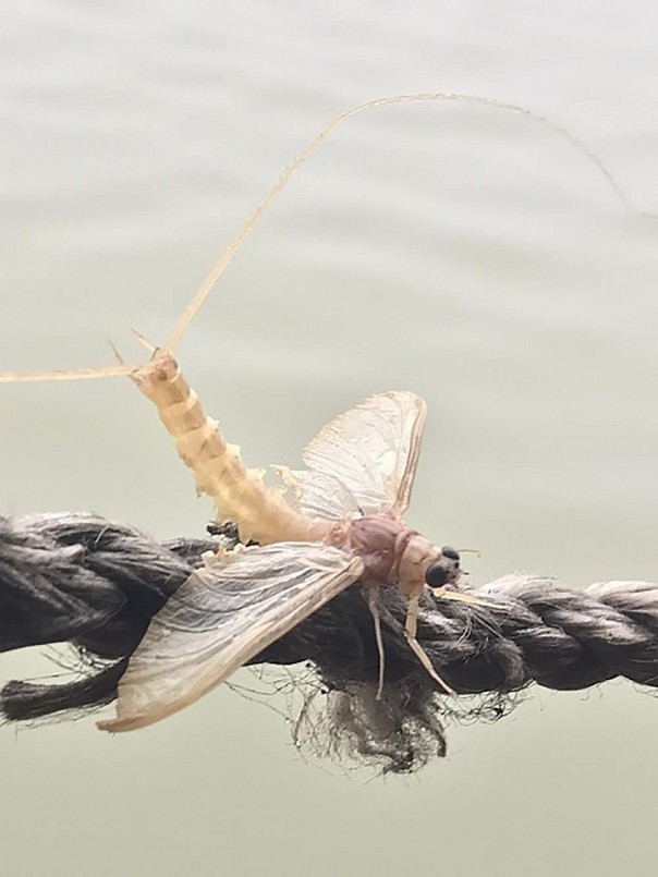 Chiêm ngưỡng vẻ đẹp của loài côn trùng đoản thọ, là đặc sản chỉ có ở sông Hồng