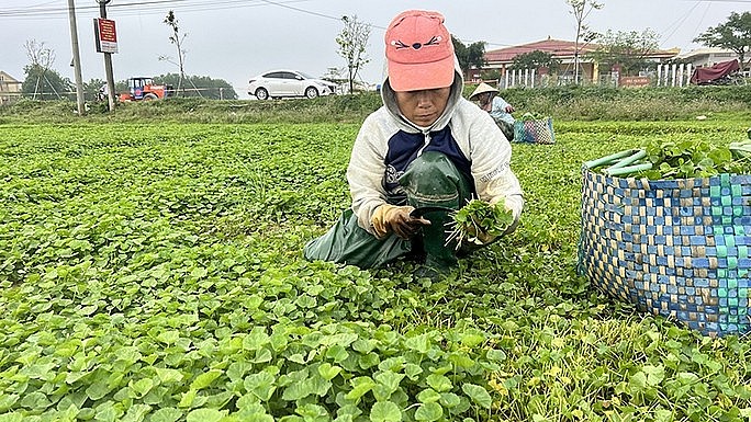 Người dân xã Quảng Thọ, huyện Quảng Điền thu hoạch rau má