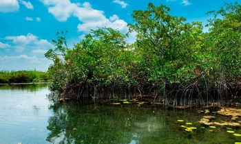 Quảng Ninh: Phát triển rừng bền vững, góp phần thúc đẩy phát triển kinh tế - xã hội