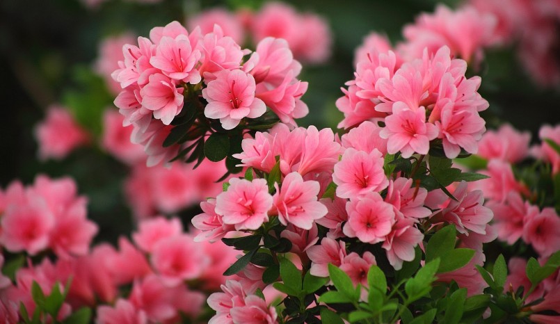 Đỗ quyên hoa khoe sắc thắm chứa độc trong lá và hoa.