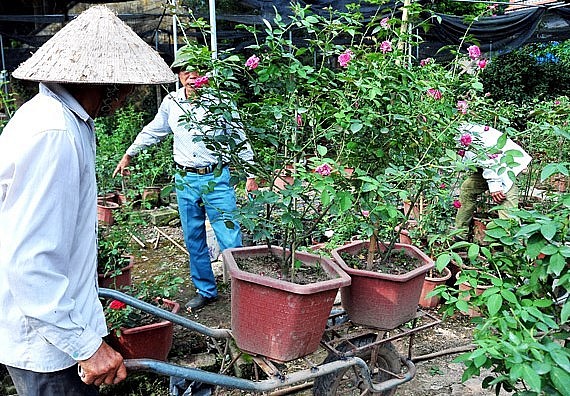 Những cây hoa hồng cổ có dáng bonsai được người sành chơi hoa ưa chuộng khi đến mua hoa hồng cổ tại xã Phụng Công, Xuân Quan của huyện Văn Giang (Hưng Yên).